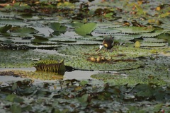 Hydrophasianus chirurgus