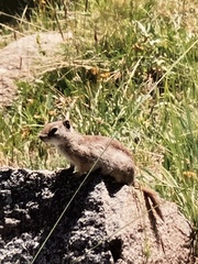 Urocitellus beldingi