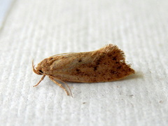 Syncometes vilis