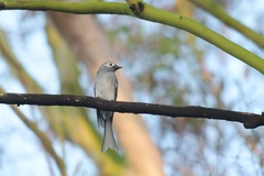 Dicrurus leucophaeus