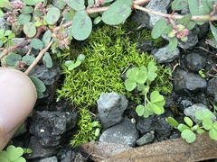 Didymodon