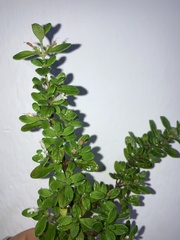 Pilea microphylla