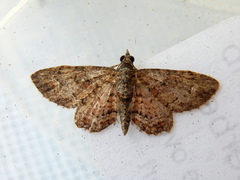 Chloroclystis filata