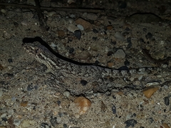 Thecadactylus rapicauda