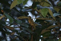 Chlorothraupis stolzmanni