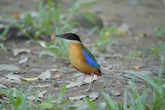 Pitta moluccensis