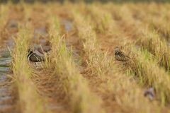 Rostratula benghalensis