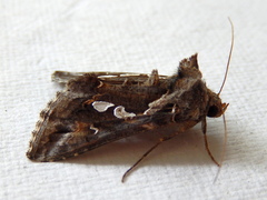 Chrysodeixis argentifera