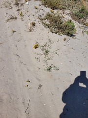 Capnophyllum leiocarpon