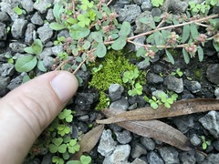Didymodon