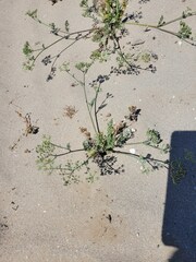Capnophyllum leiocarpon