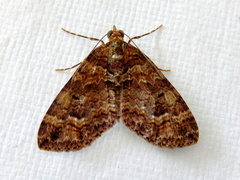 Crasilogia gressitti