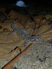 Thecadactylus rapicauda