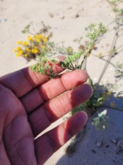 Capnophyllum leiocarpon