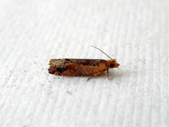 Crocidosema plebejana