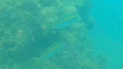 Selaroides leptolepis
