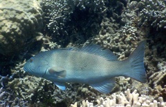 Plectropomus leopardus