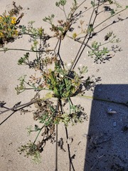 Capnophyllum leiocarpon