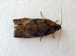 Cryptoptila australana