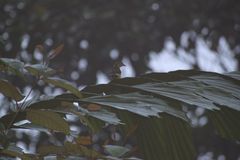 Chlorothraupis stolzmanni