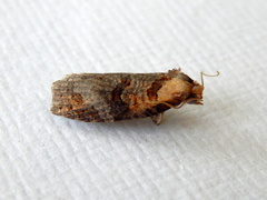 Cryptoptila immersana