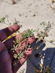 Capnophyllum leiocarpon