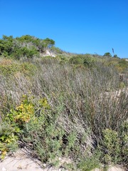 Thamnochortus spicigerus