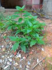 Parietaria officinalis