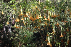 Brugmansia aurea