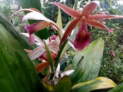 Phaius