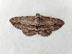 Didymoctenia exsuperata