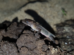 Lepidoblepharis sanctaemartae
