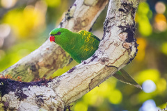 Trichoglossus chlorolepidotus