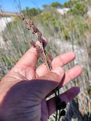 Thamnochortus spicigerus