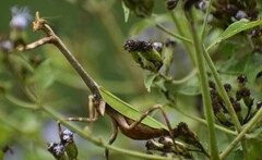 Pseudovates chlorophaea