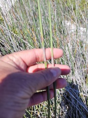Thamnochortus spicigerus