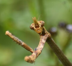 Pseudovates chlorophaea