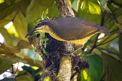 Ptiloris victoriae