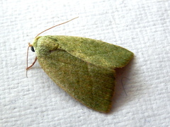 Earias subviridis