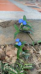Commelina auriculata