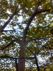 Platanus mexicana