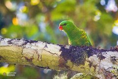 Trichoglossus chlorolepidotus