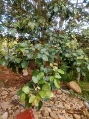 Ficus sycomorus