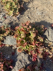 Mesembryanthemum crystallinum