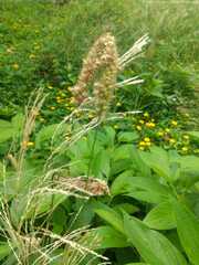 Cenchrus echinatus