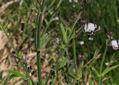 Verbena bonariensis