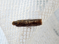 Ephestiopsis oenobarella