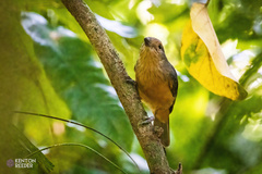 Colluricincla boweri