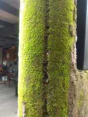 Chrysothrix xanthina