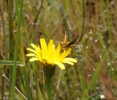 Taractrocera papyria